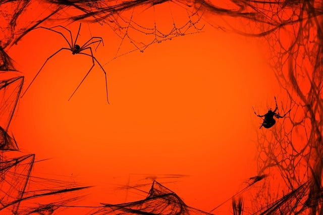 Spiderweb with spiders isolated on orange red background.