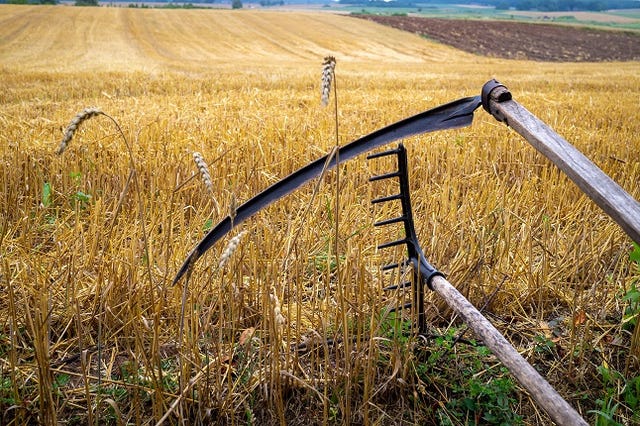 Rustic scythe and rake in a harvested field of wheat with stalk stubble in an agricultural landscape