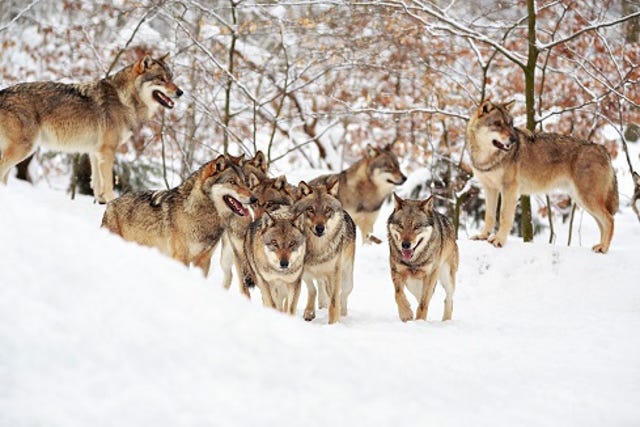 pack of wolves in a snowy wooded area